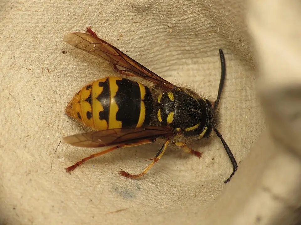 Kecskedarázs, Vespula vulgaris, sárga-fekete testmintázattal