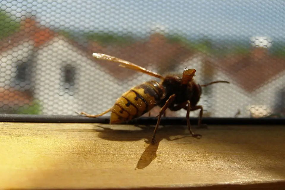 Lódarázs, Vespa crabro, barna-vöröses és sárga mintázattal