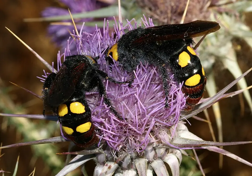 Óriás tőrösdarázs, Megascolia maculata, virágon