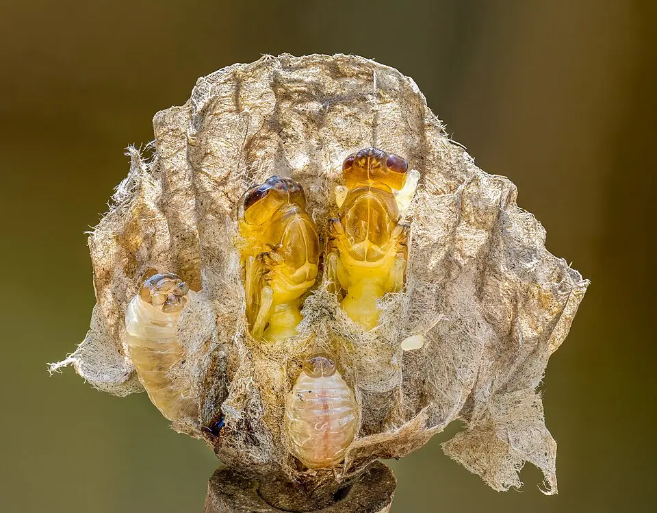 Európai papírdarázs, Polistes dominula, nyitott fészke